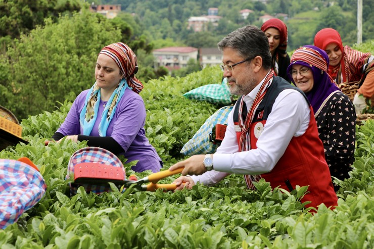 tarim-ve-orman-bakani-yumakli-rizede-cay-hasadina-katildi-2.jpg