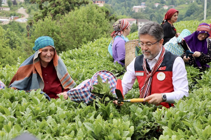 tarim-ve-orman-bakani-yumakli-rizede-cay-hasadina-katildi-3.jpg