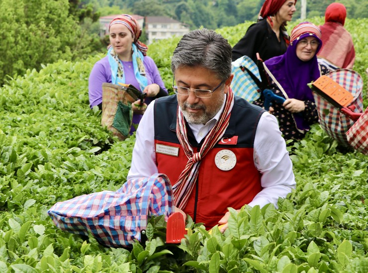 tarim-ve-orman-bakani-yumakli-rizede-cay-hasadina-katildi-4.jpg
