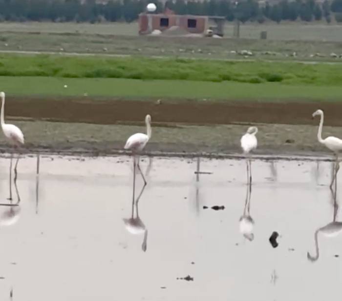 280 Türden Fazla Kuşa Ev Sahipliği Yapan Diyarbakır’da Uzun Yıllar Sonra Flamingo Görüldü