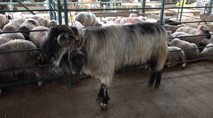 ’kocaoğlan’ Hayvan Pazarının Gözdesi Oldu