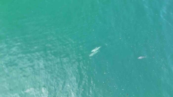 İstanbul’da Yunuslar Havadan Görüntülendi