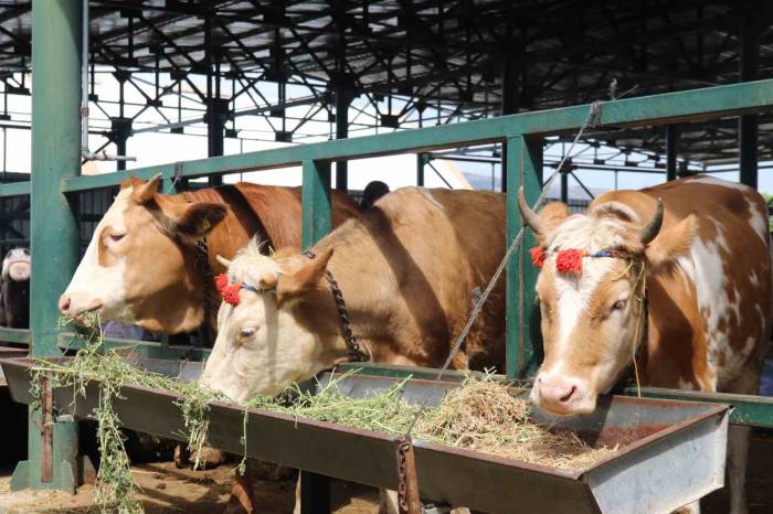 Pazarlıklar Kızıştı, Kimisi "Çok Uygun", Kimisi "Kuru Kalabalık" Dedi