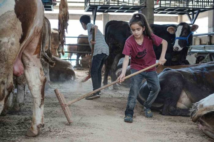8 Yaşındaki Ecrin Hayvan Pazarının En Küçük Satıcısı
