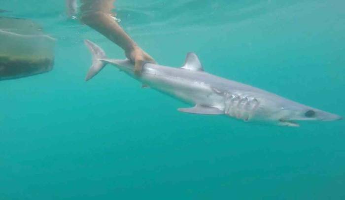 Tatilcileri Rahatlatan Açıklama: "Türkiye’deki Denizler, Köpek Balığı Riski Açısından Çok Güvenli"