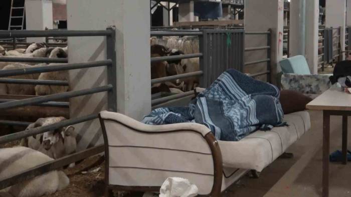 Bursa’da Koyunlarla ’koyun Koyuna’ Nöbet