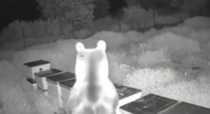 Ayılar Arı Kovanlarını Parçalayıp Balları Yedi