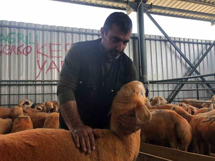 Turuncu Renkli Sivas Kangal Kuzuları Hem Renkleri Hem De Lezzetleriyle Dikkat Çekiyor