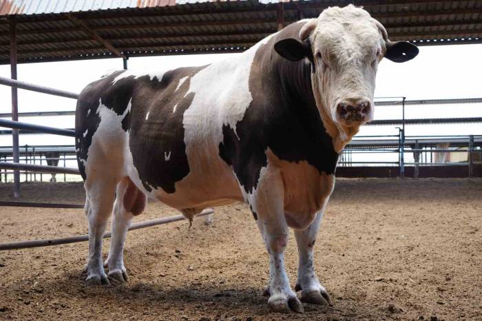 Gaziantep’te 1 Ton 600 Kiloluk Dana Fiyatıyla Dudak Uçuklatıyor