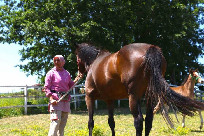 Milyonluk Atları Büyüttü, Yarışlarını Nefesini Tutup İzliyor