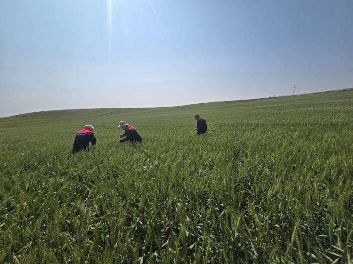 Kulu’da Süne Zararlısıyla Mücadele Çalışmaları