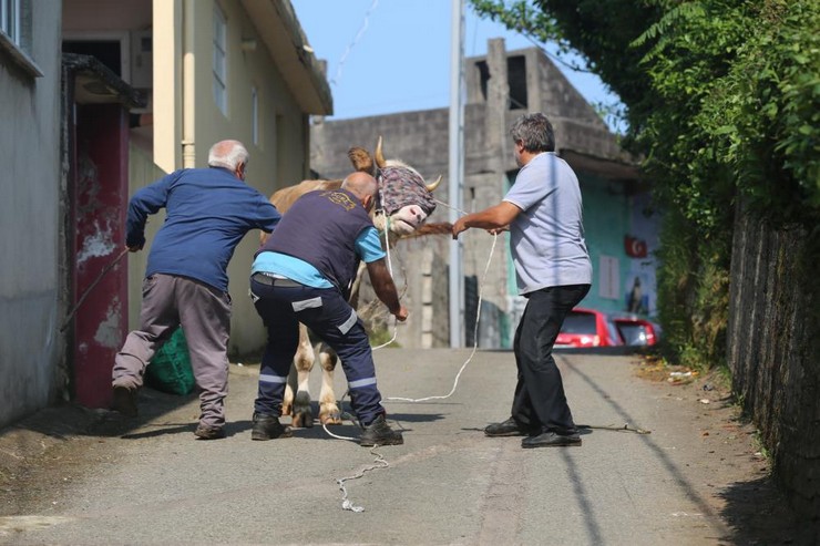 rizede-kacan-kurbanlik-sahiplerini-pesinden-kosturdu-1.jpg