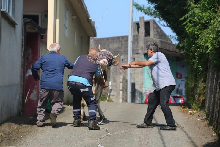 rizede-kacan-kurbanlik-sahiplerini-pesinden-kosturdu-2.jpg