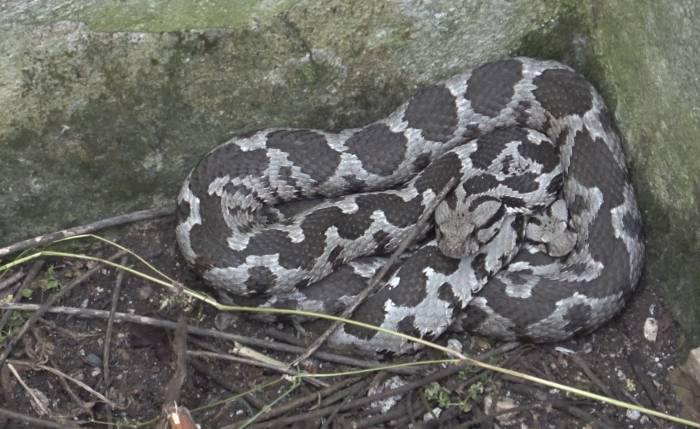 Bayramda Engerek Mesaisi