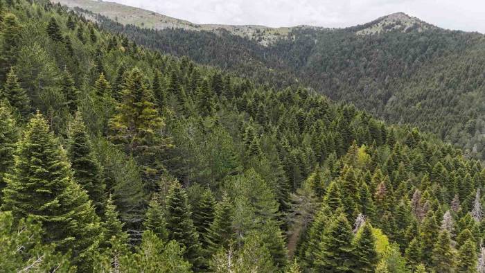 Tarihe Yön Veren Ağaç: Kazdağı Göknarı