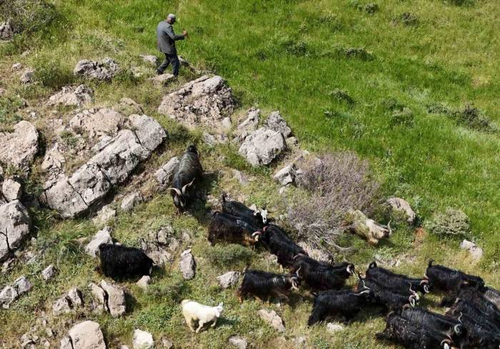 Bitlis’te Kaçan 26 Kurbanlık Keçi Dronla Bulundu