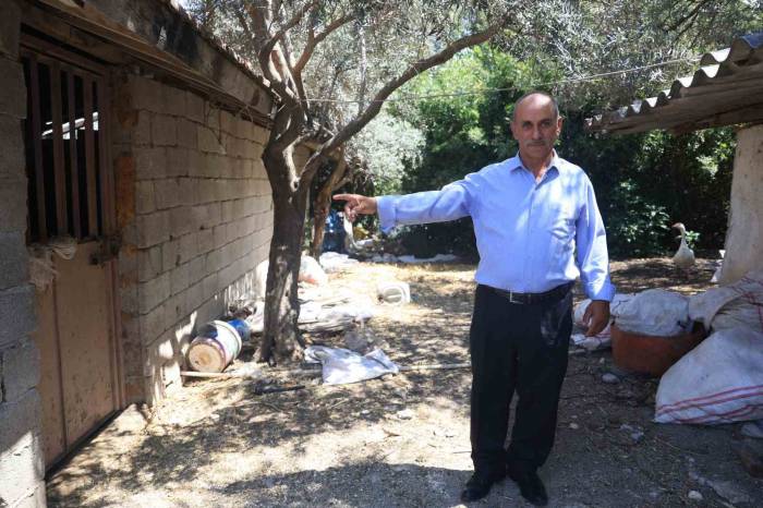 ‘Bu Benim En Uysal Hayvanım’ Dediği Boğa, Karayolunda Trafiği Durdurarak Korku Dolu Anlar Yaşattı