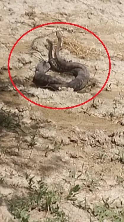Hatay’da Yılanların Çiftleşme Dansı Kamerada