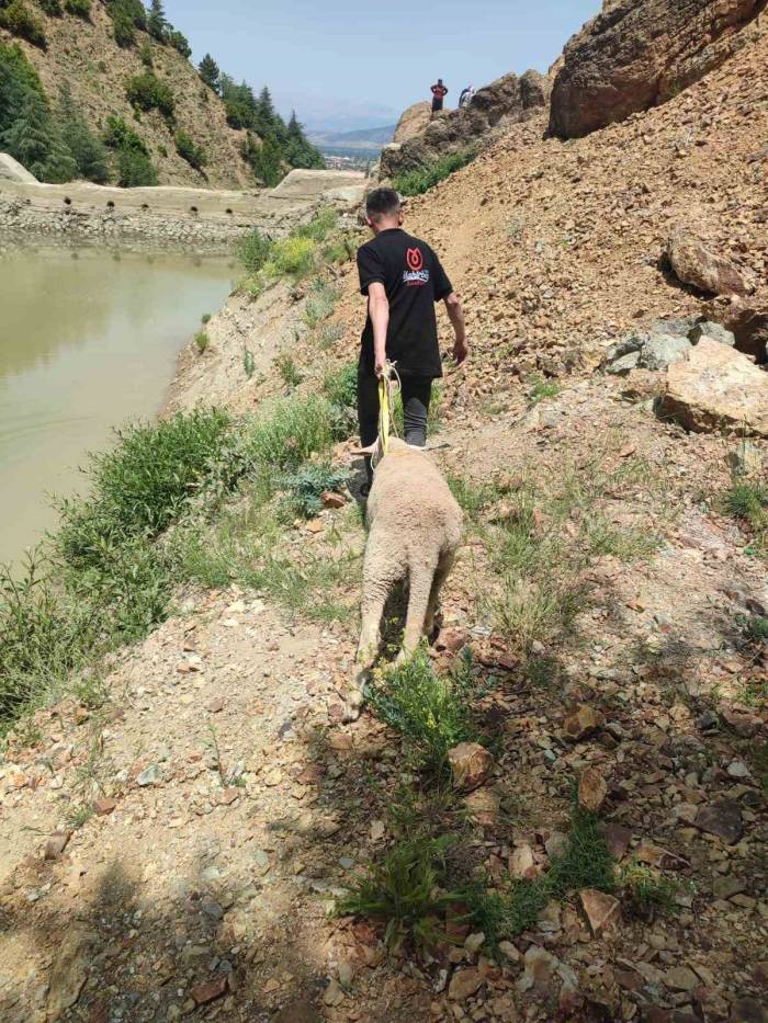 Dağlık Alanda Mahsur Kalan Kurbanlık Koyunu Ekipler Kurtardı