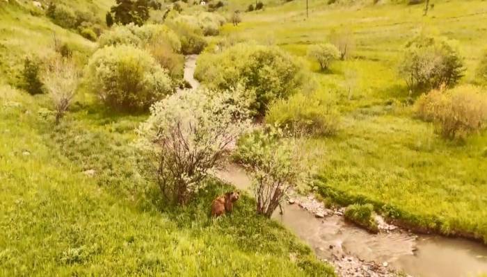Kars’ta Doğada Dolaşan Boz Ayı Havadan Görüntülendi