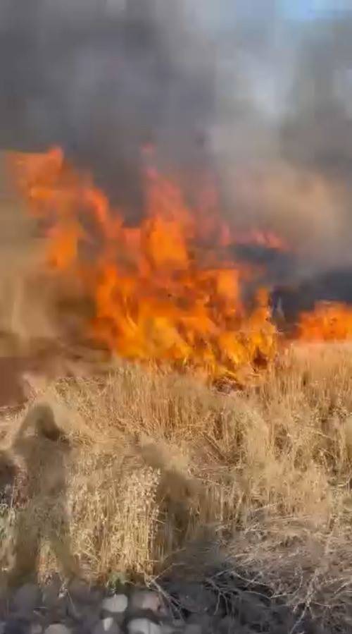 Şanlıurfa’da Buğday Tarlası Küle Döndü