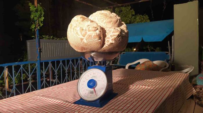 ‘Hayatımda İlk Defa Gördüm’ Dedi, Görenler Gözlerine İnanamadı