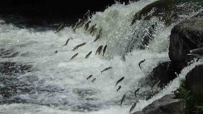 Van Gölü’nün Eşsiz Canlısı İnci Kefalinin Muhteşem Göçü Devam Ediyor