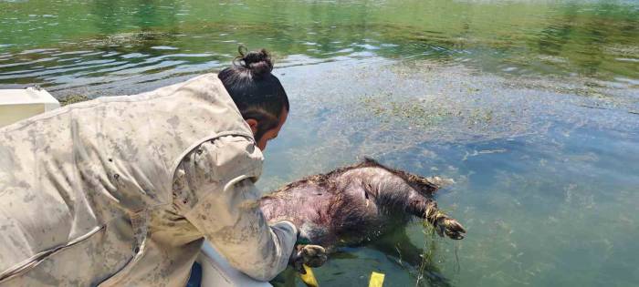 Pelitli Barajı’nda Ölü Domuz Buldu