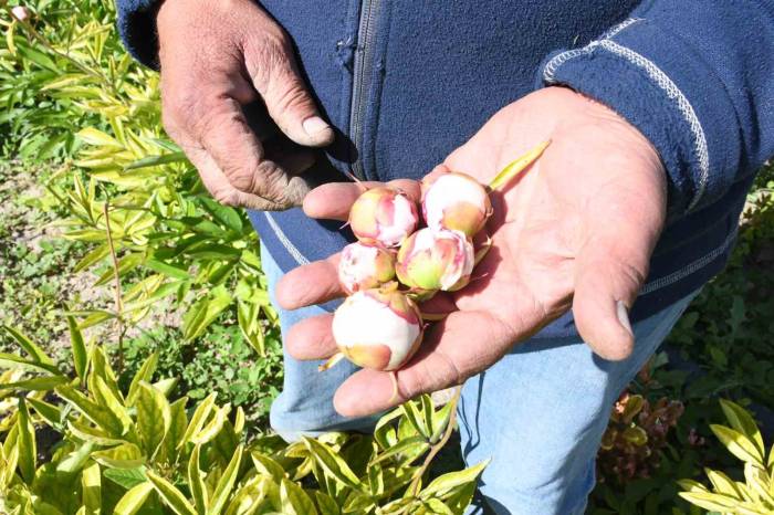 Hollanda’dan Gelen Şakayık Çiçeklerini Yozgat’ta Don Vurdu