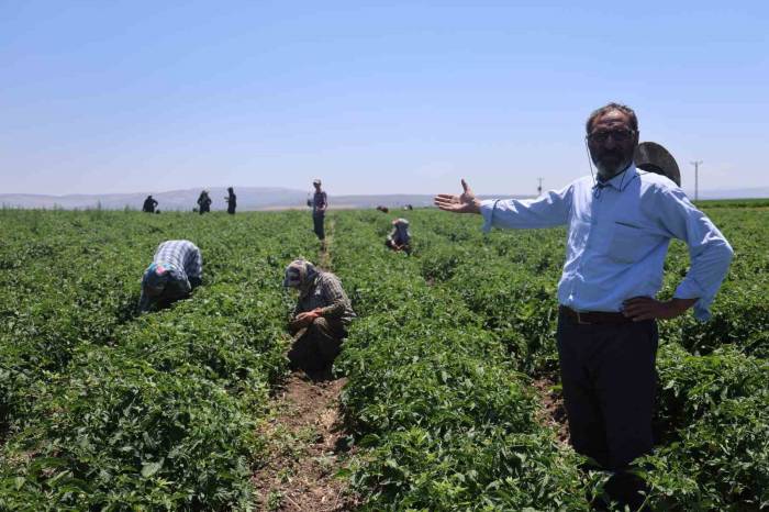 Tarım İşçileri Kavurucu Sıcakta 800 Tl Yevmiyeyle Zorlu Mesaiyi Sürdürüyor