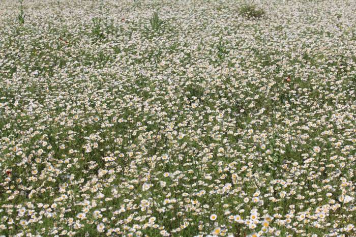 Tigem’in Meraları Papatya Tarlasına Dönüştü