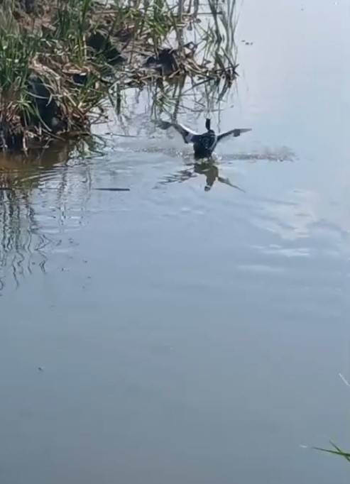 Isparta’da Yaralı Bulunan Bahri Kuşu Tedavisinin Ardından Doğaya Salındı