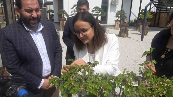 Yalova Bonsai Müzesi’nde Dut Hasadı