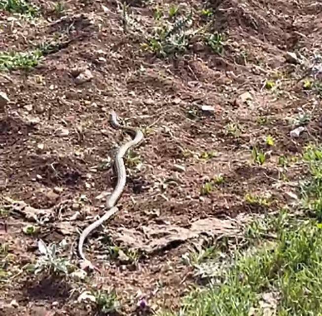 Gölgesine Oturduğu Ağaçta Dev Yılanla Göz Göze Geldi, O Anları Kaydetti