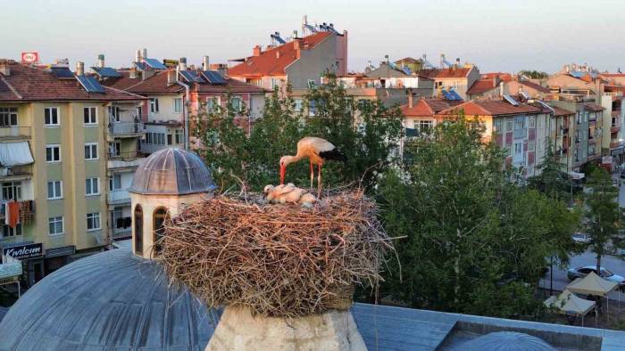 Leylekler Mesken Tuttukları Tarihi Kümbette Yavrularını Büyütüyor