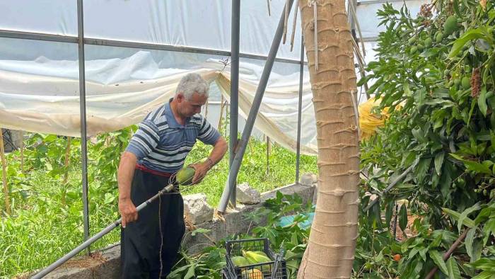 Alanya’da Papaya Hasadı Başladı, Kilosu 100 Liraya Kadar Alıcı Buluyor