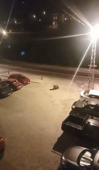 Borçka İlçe Merkezine İnen Ayılar Cadde Ve Sokaklarda Dolaştı