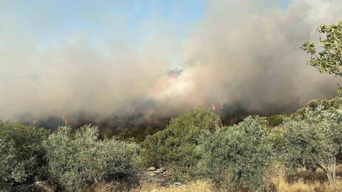 Söke’de Zirai Alan Yangını