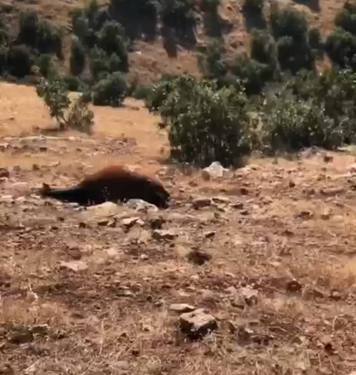 Batman’da Yabani Yılkı Atı Ölümleri 7’ye Yükseldi