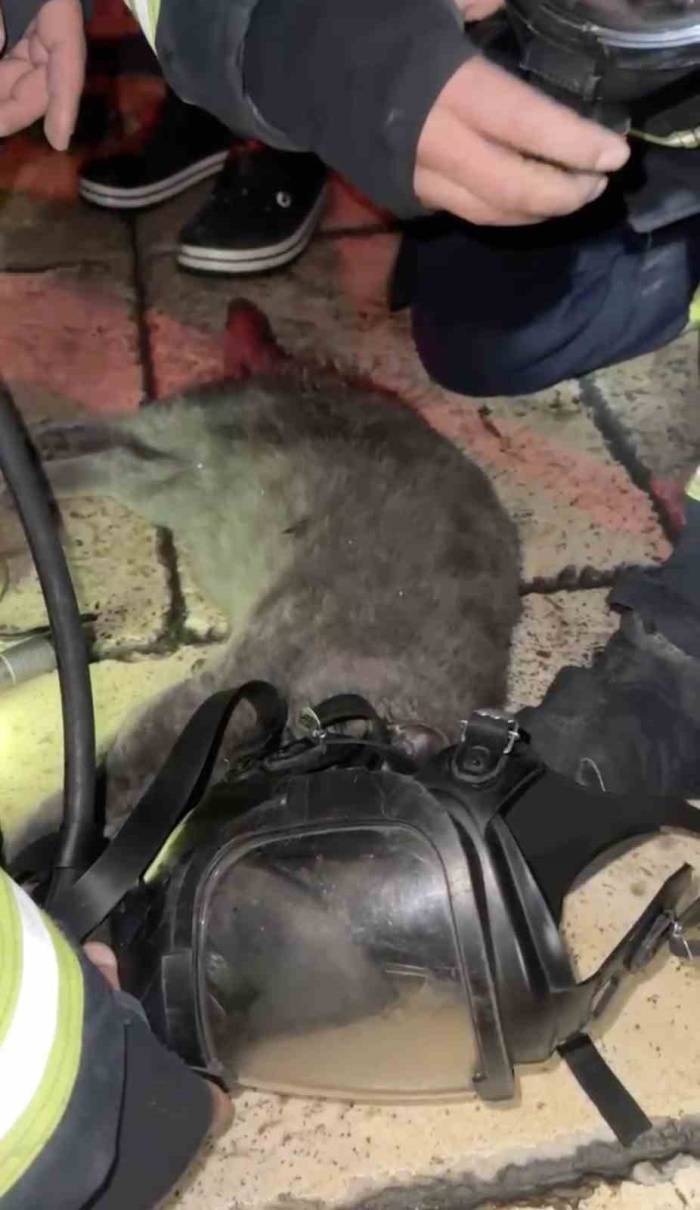 Dumandan Etkilenen Kediyi Oksijen Maskesiyle Kurtardılar