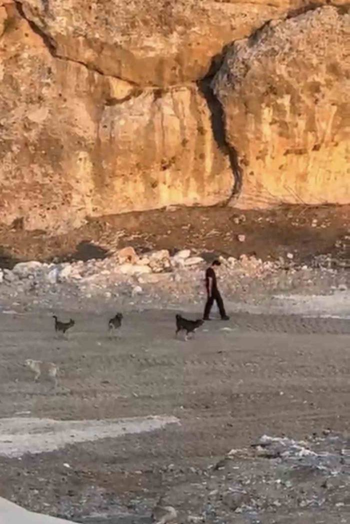Köpeklerin Saldırısına Aldırış Etmeden Yoluna Devam Etti
