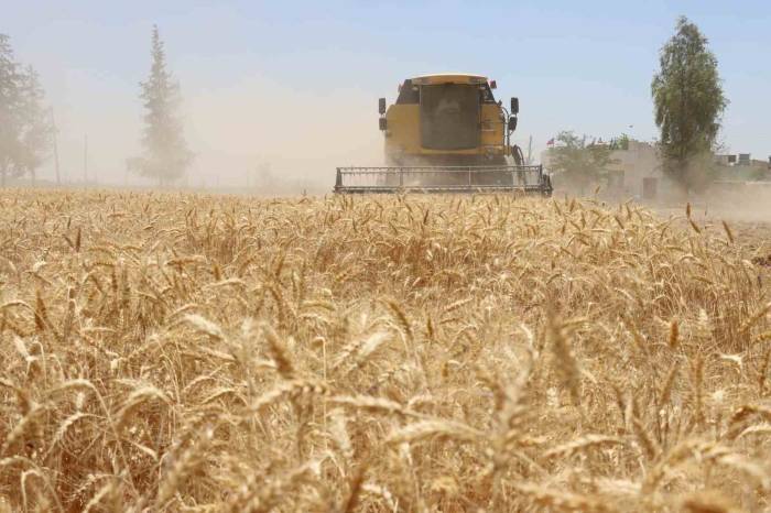 Belediyede Hasat Zamanı