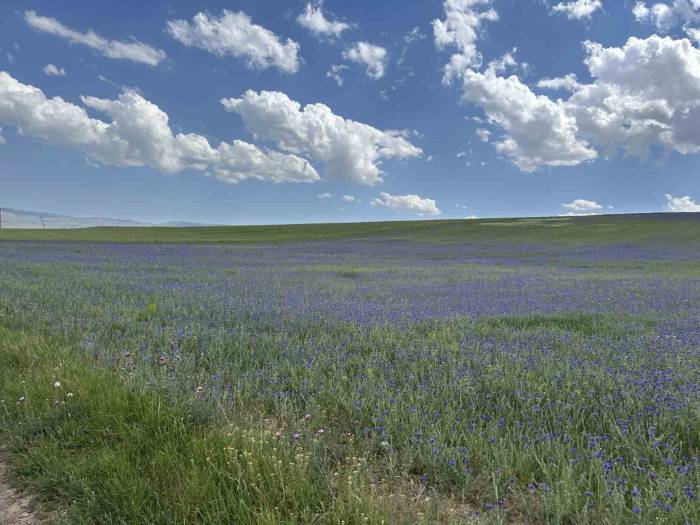 Diyadin’in Zirveleri Mor Ve Maviye Büründü