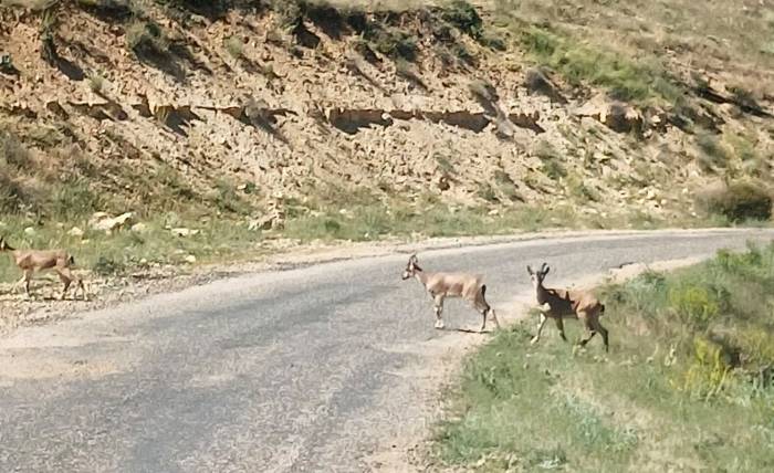Dağ Keçilerini Görüntüledi, "Ne Kadar Güzelsiniz" Diyerek Paylaştı
