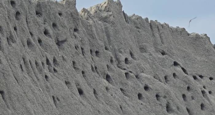 Tokat’ta Kuşların Kumda Kurduğu Site Doğaseverleri Mest Ediyor