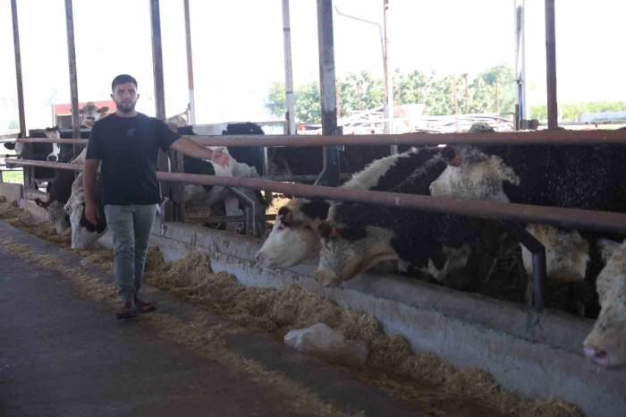 Besicinin Ceylan Gibi Koşuyorlar Dediği 300 Bin Tl Değerindeki 3 Angus Sevkiyat Esnasında Kaçarak Sırra Kadem Bastılar