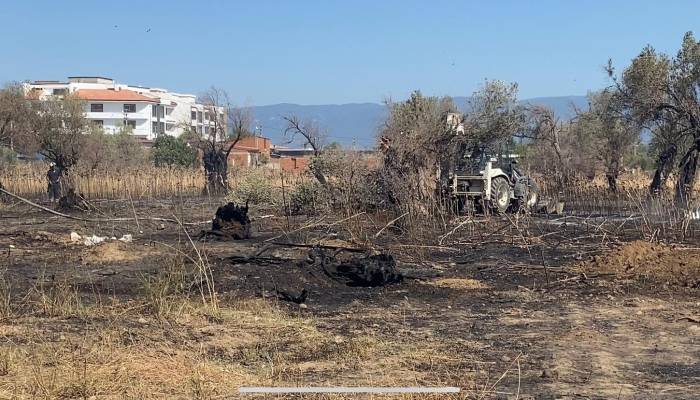 Burhaniye’de Çıkan Yangında Çok Sayıda Zeytin Ağacı Kül Oldu