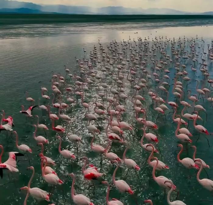 Erçek Gölü Narin Misafirleri Flamingoları Ağırlamaya Devam Ediyor