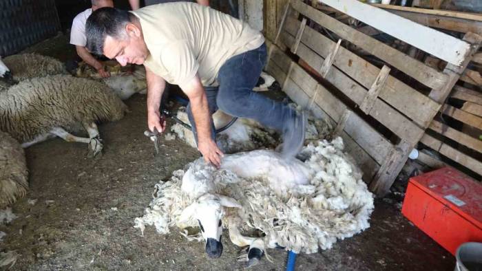 Yozgat’ta Koyun Kırkma Mesaisi Başladı