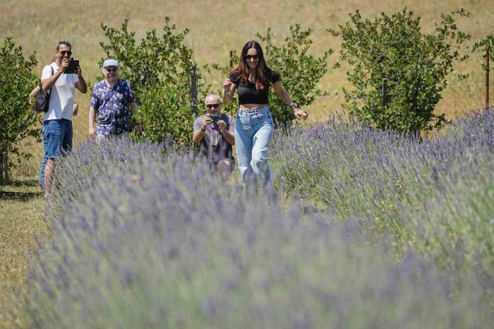 Doktorun Tıbbi Aromatik Bahçesine Yoğun İlgi